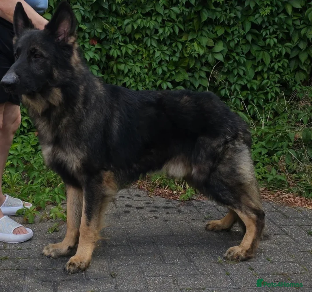 German Shepherd dogs for sale: Original Straight Back German Shepherds  in Staines - Advert 7