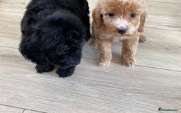 Cockapoo dogs for sale: F1 cockapoos - Image 36