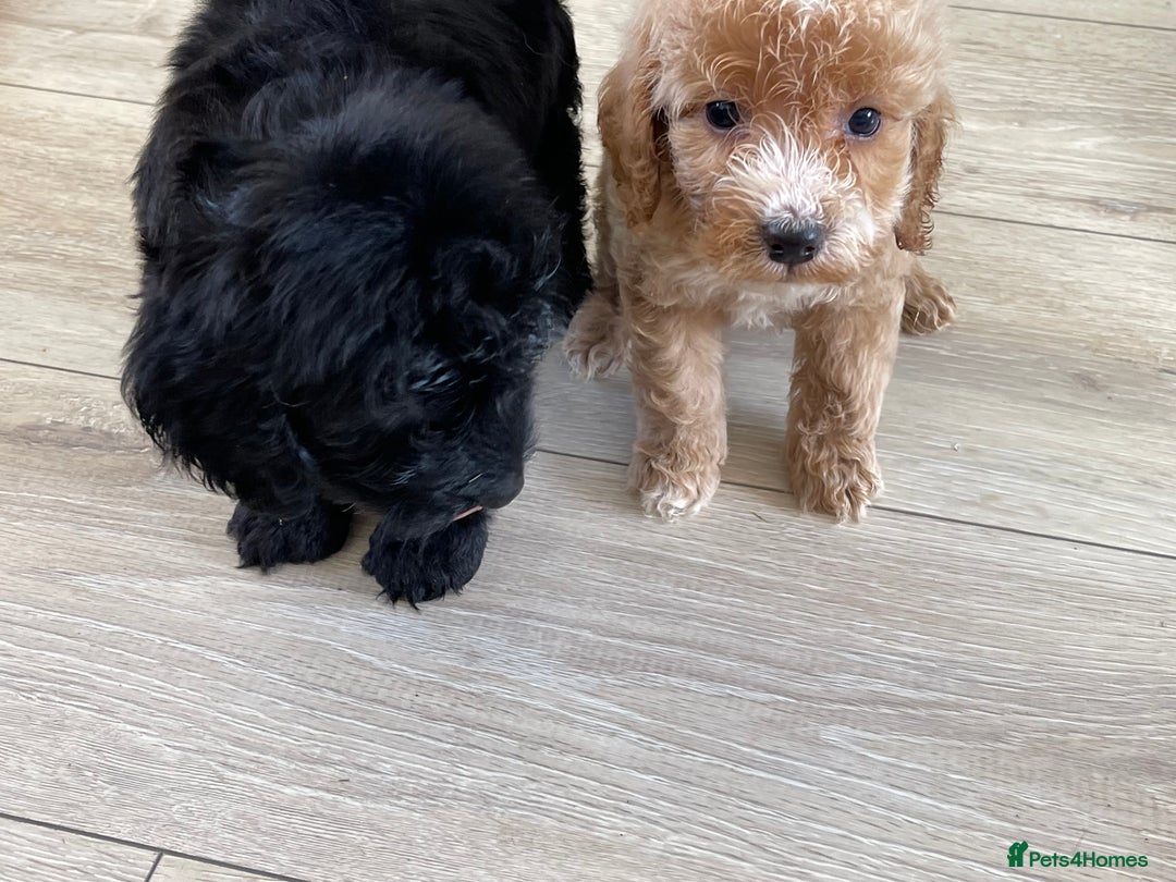 Cockapoo dogs for sale: F1 cockapoos - Image 36