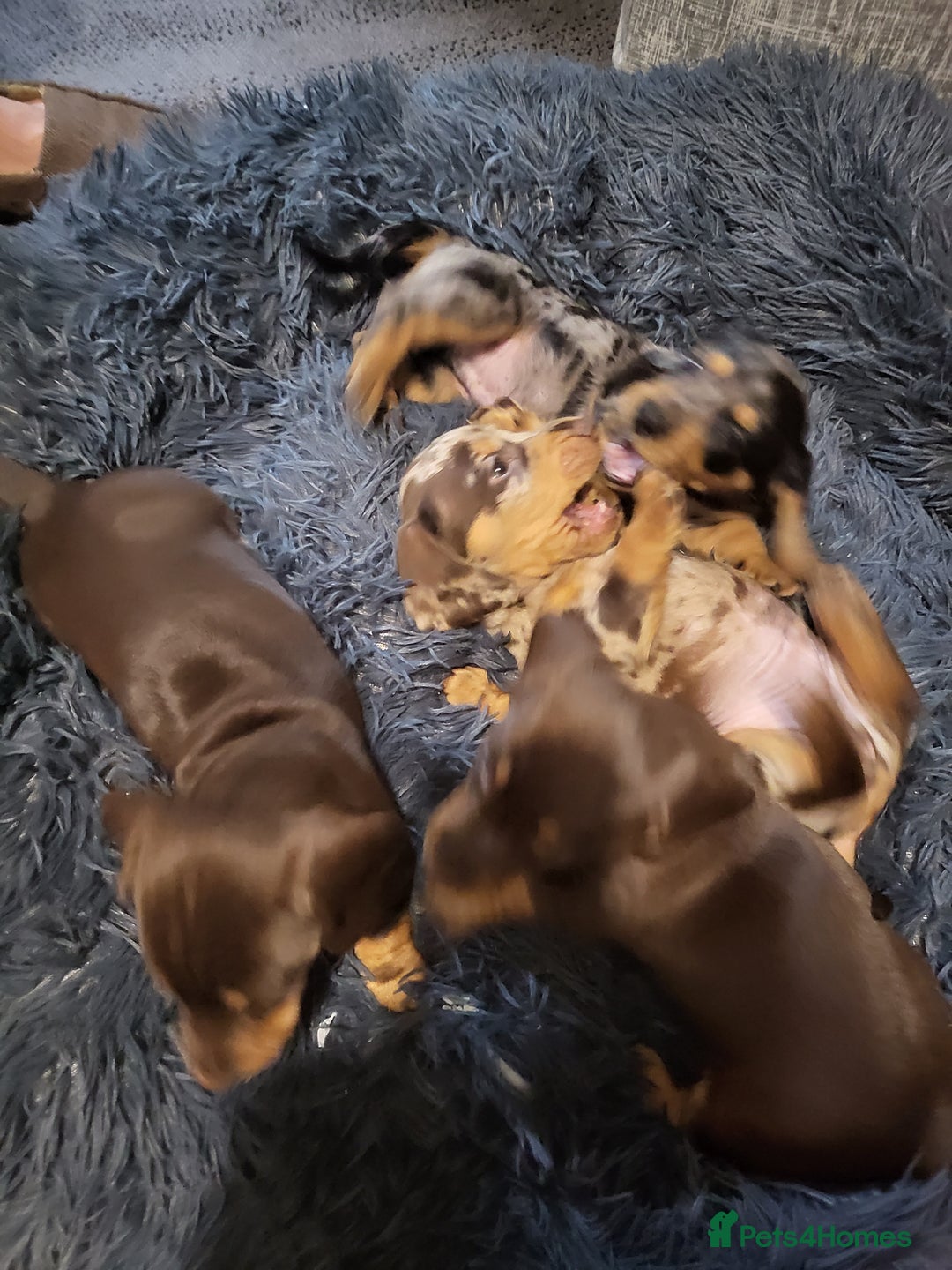 Dachshund dogs for sale: Litter of four beautiful dachshunds - Advert 8