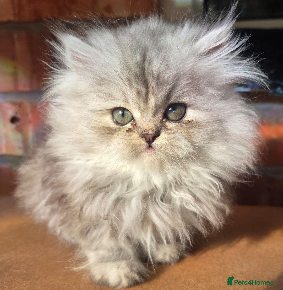 Persian cats for sale: ✨ Stunning Persian Kitten – Female – Ready Now 🌟 - Image 2