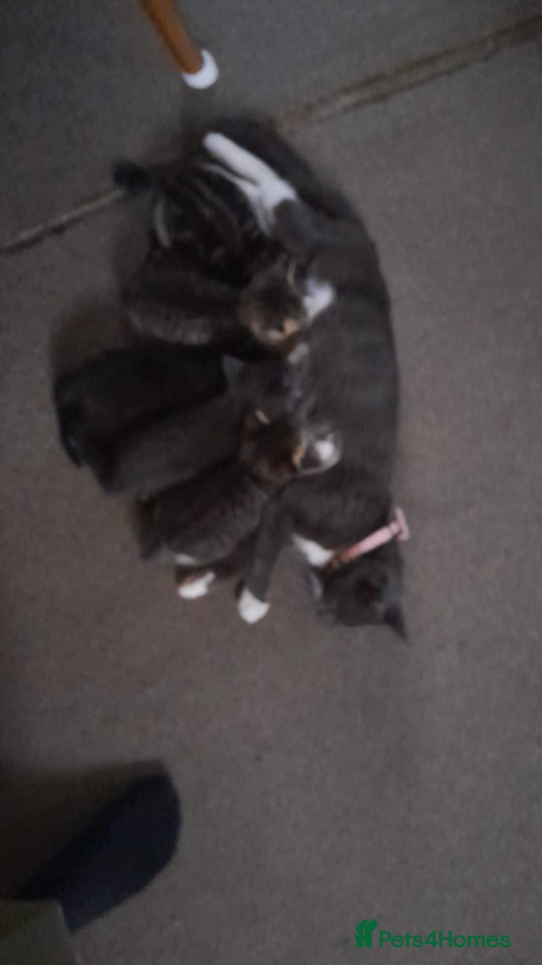 Mixed Breed cats for sale: Baby G - Image 4