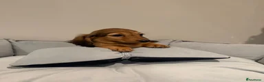 Miniature Dachshund 2
