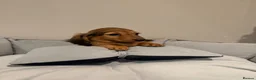 Miniature Dachshund dogs for sale: READY NOW Kc reg boys & girls - Advert 24