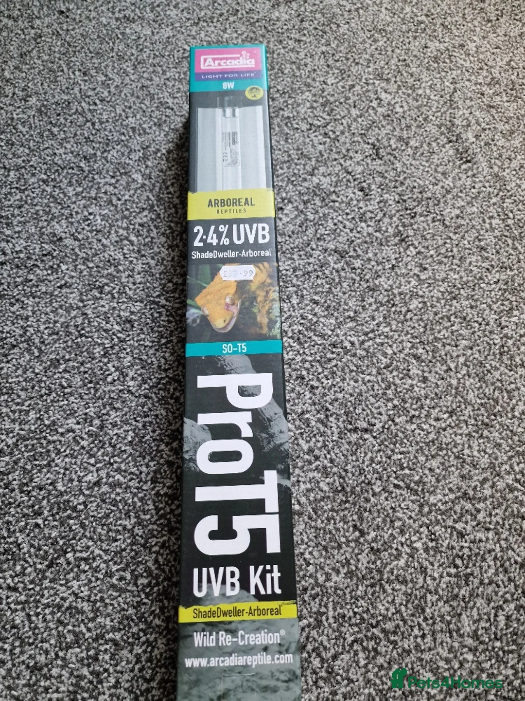 Python Snake reptiles for sale: Gorgeous Pied Male Royal Python with full set up - Advert 17