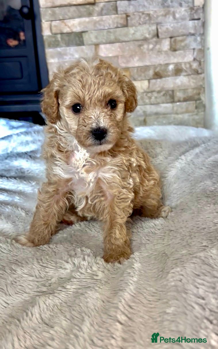 Maltipoo dogs  F1B Maltipoo Puppies Asian Line - Advert 16