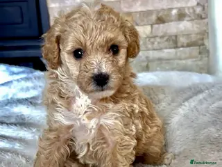 Maltipoo dogs F1B Maltipoo Puppies Asian Line - Advert 16