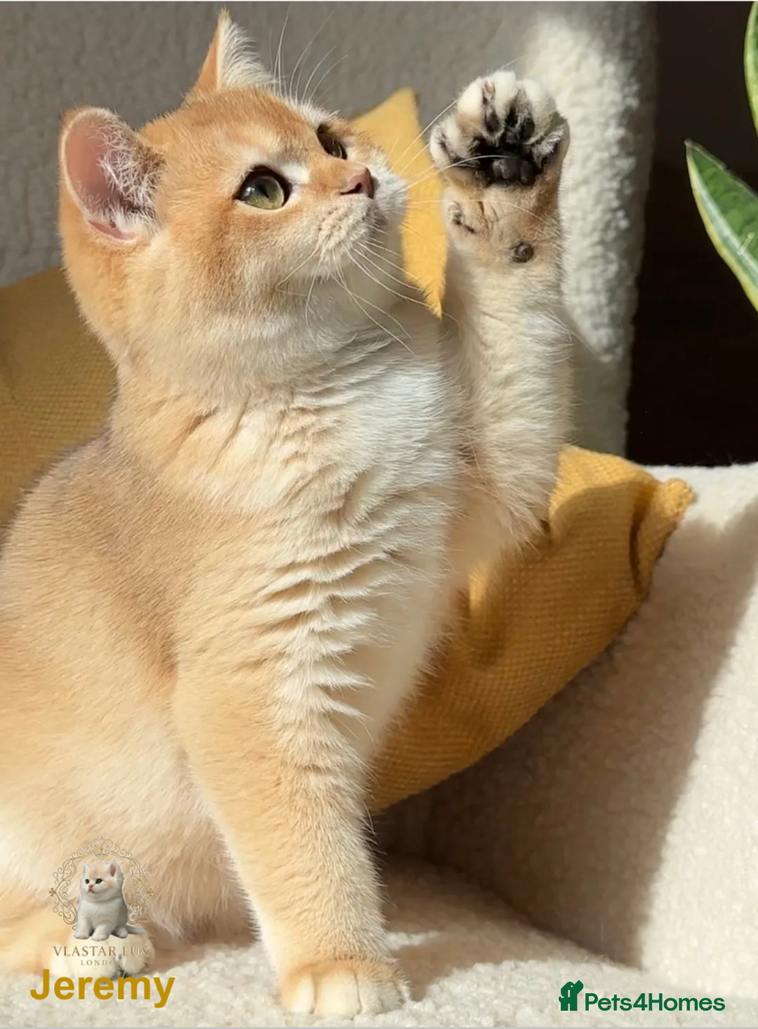 British Shorthair cats for sale: Vlastar Lux Jeremy - BSH black golden chinchilla - Advert 5