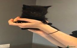 British Shorthair cats for sale: STUNNING AND LOVING BSH x DSH KITTENS - Image 16