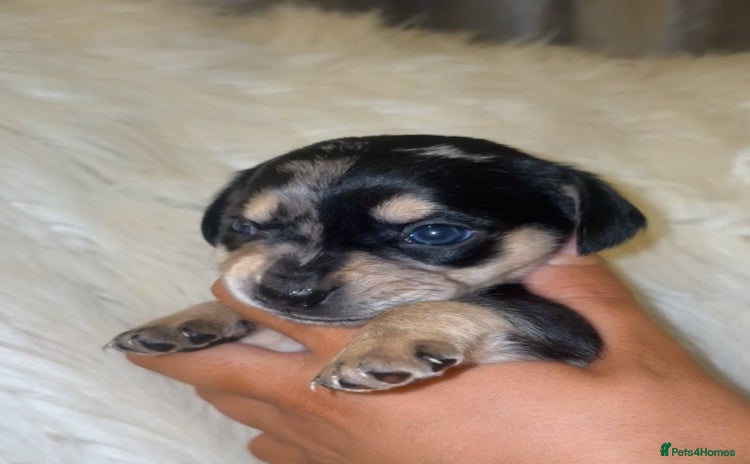 Chiweenie dogs - Advert 1