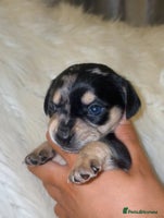 Chiweenie dogs - Advert 4