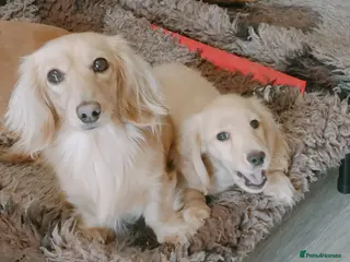 Dachshund dogs Ready now KC Miniature dachshund clear cream boy - Advert 6