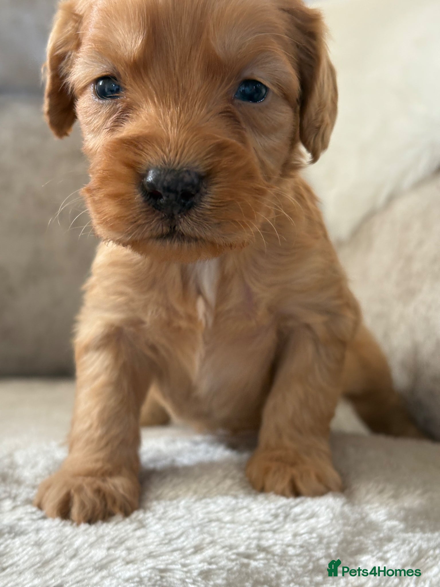 Cockapoo dogs Stunning f1 cockapoo puppies 🐶  - Advert 1