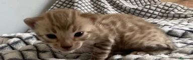 Bengal 5