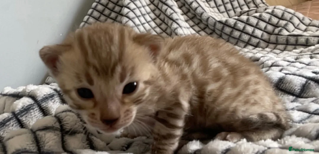 Bengal cats for sale: 5 beautiful full breed bengal kits - Advert 6