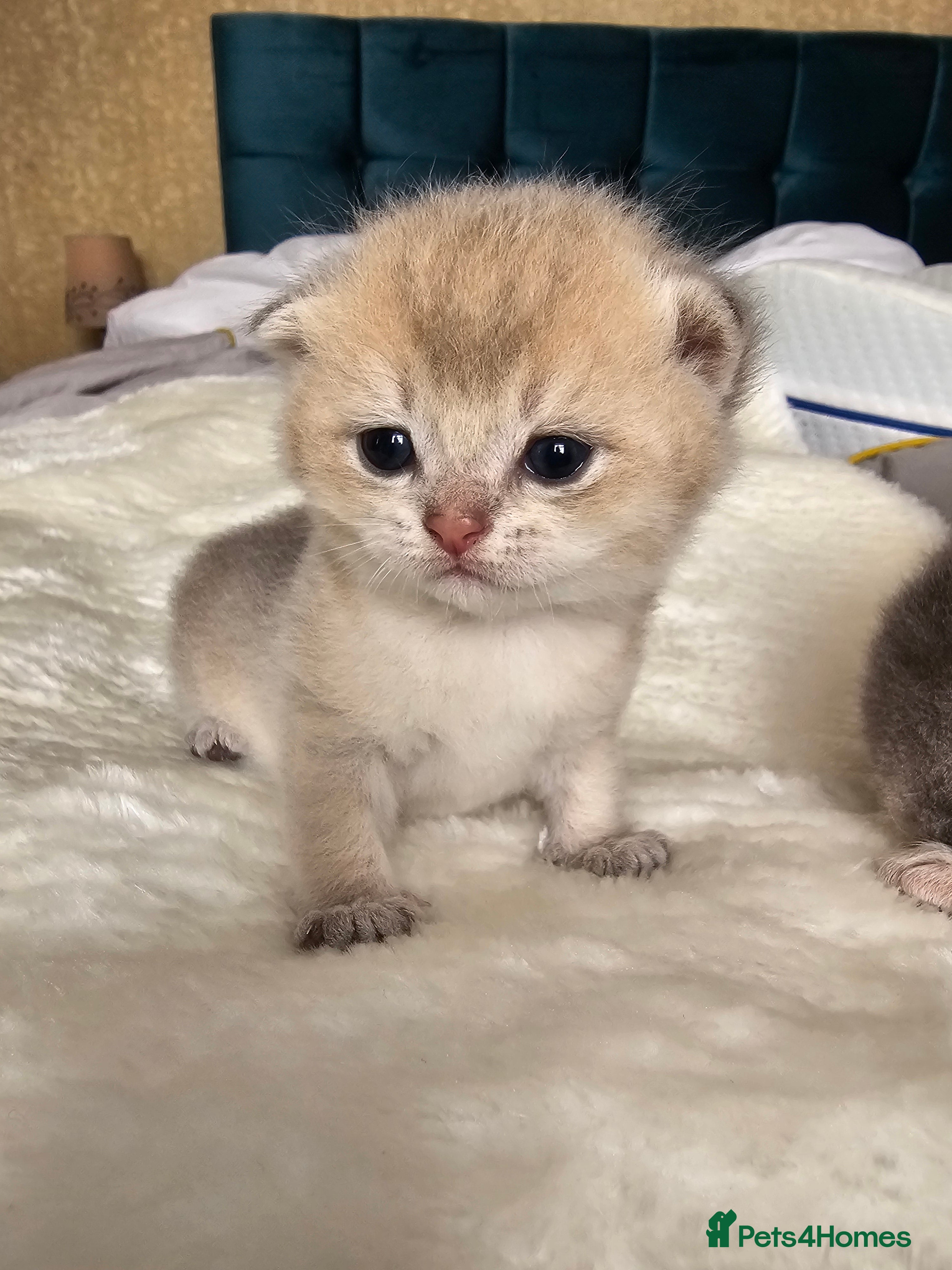 Scottish Fold cats 😸 Scottish Fold pedigree kittens😸 - Advert 21