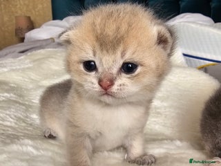 Scottish Fold cats 😸 Scottish Fold pedigree kittens😸 - Advert 21