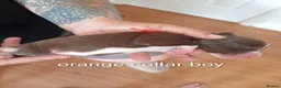 Sprollie dogs for sale: Gorgeous Sprollies puppies  Ready to leave  - Advert 35