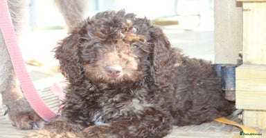 Australian Labradoodle dogs - Advert 1