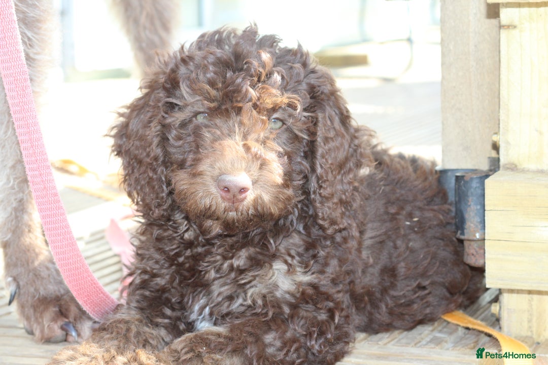 Australian Labradoodle dogs for sale: 🧡💚💙Last girl available, fully health test💙💚🧡 - Image 7