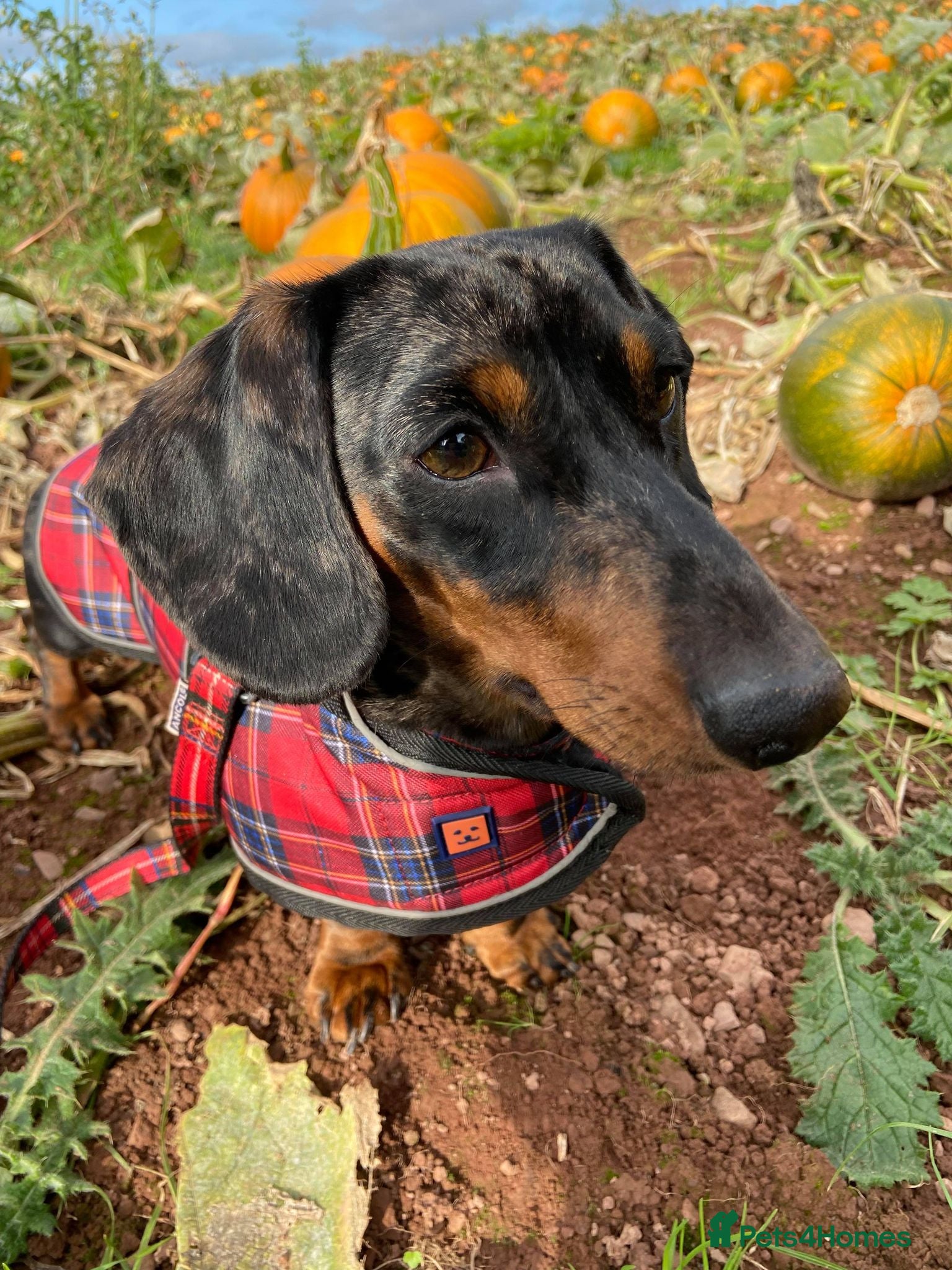 Miniature Dachshund dogs  Handsome Silver Dapple in Brecon - Advert 3