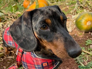 Miniature Dachshund dogs in Brecon - Advert 11