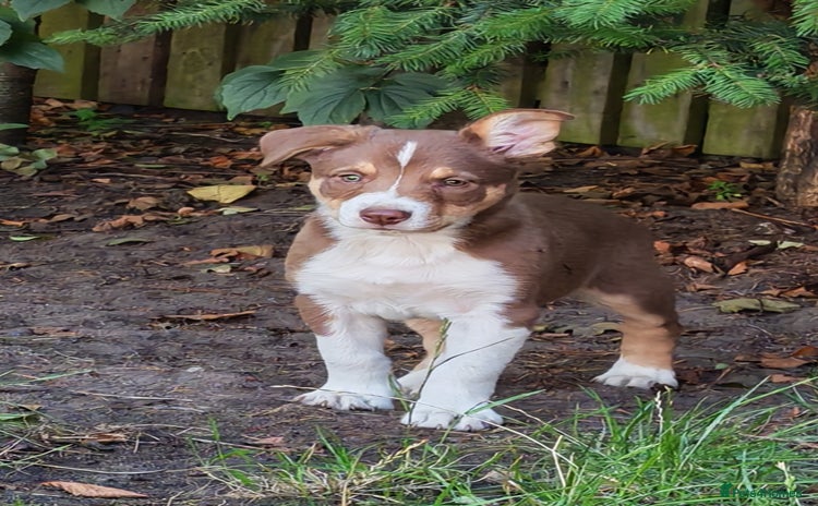 Border Collie dogs - Advert 1