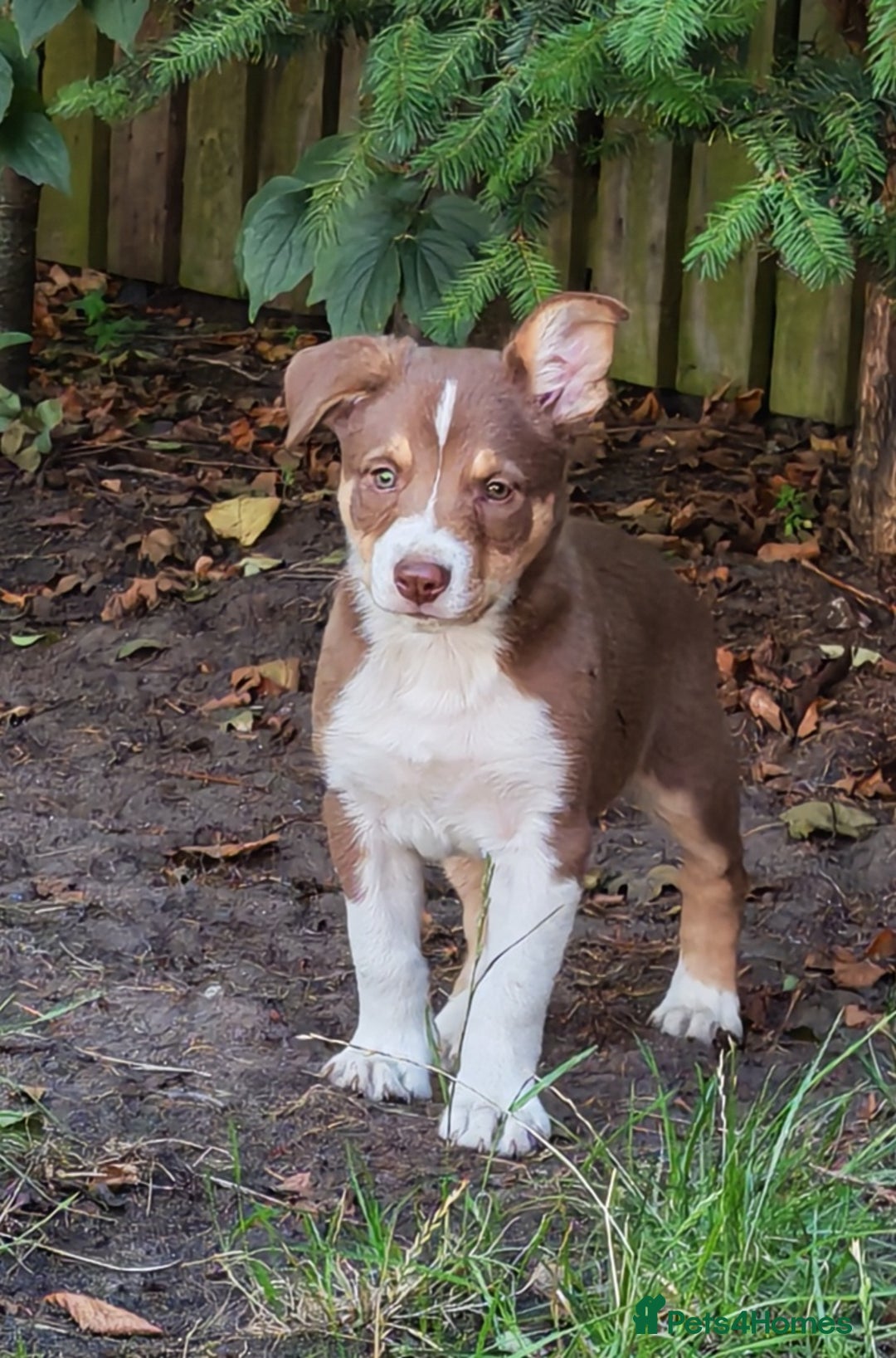 Border Collie dogs for sale: KC registered Border collie boy - Image 1