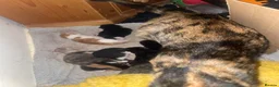 Mixed Breed cats for sale: Beautiful Kittens for Sale - Advert 6