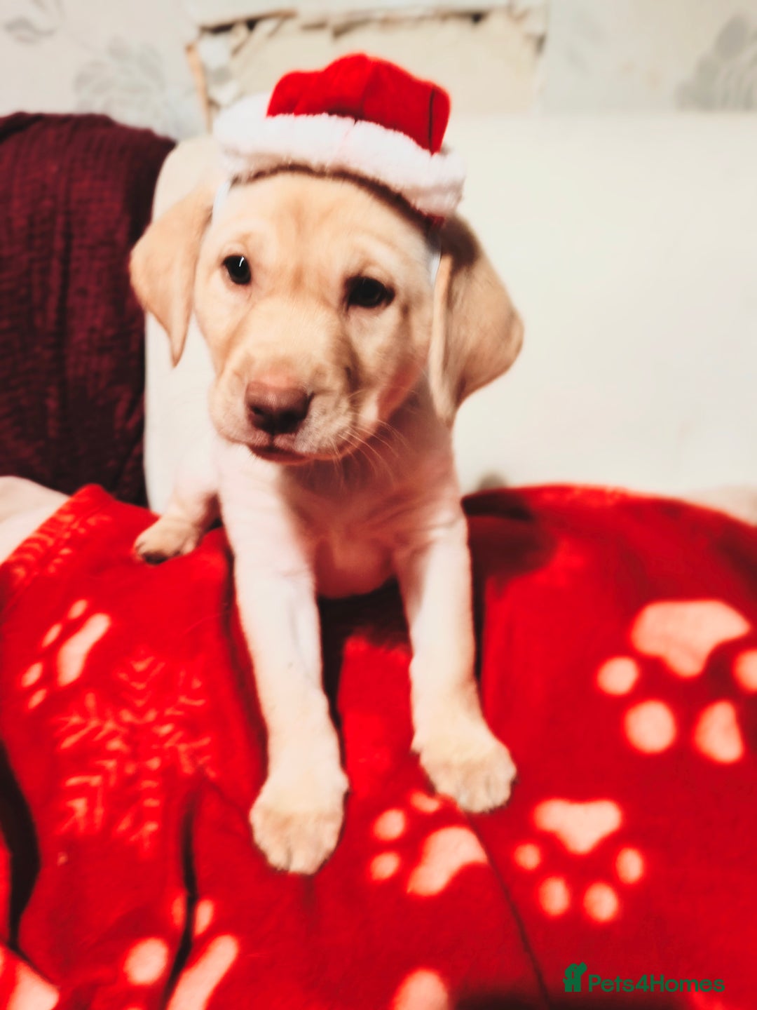 Labrador Retriever dogs for sale: *2 left* KC reg labs (READY TO GO NOW!) - Advert 26