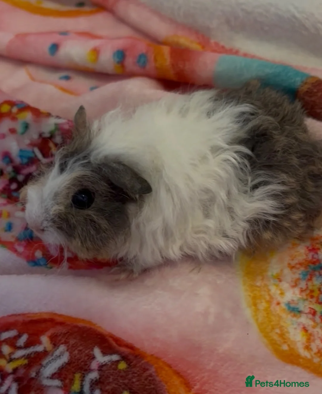 Guinea Pig rodents for sale: Beautiful Fluffy Piggies 2x Boys 2x Girls in Battle - Advert 2