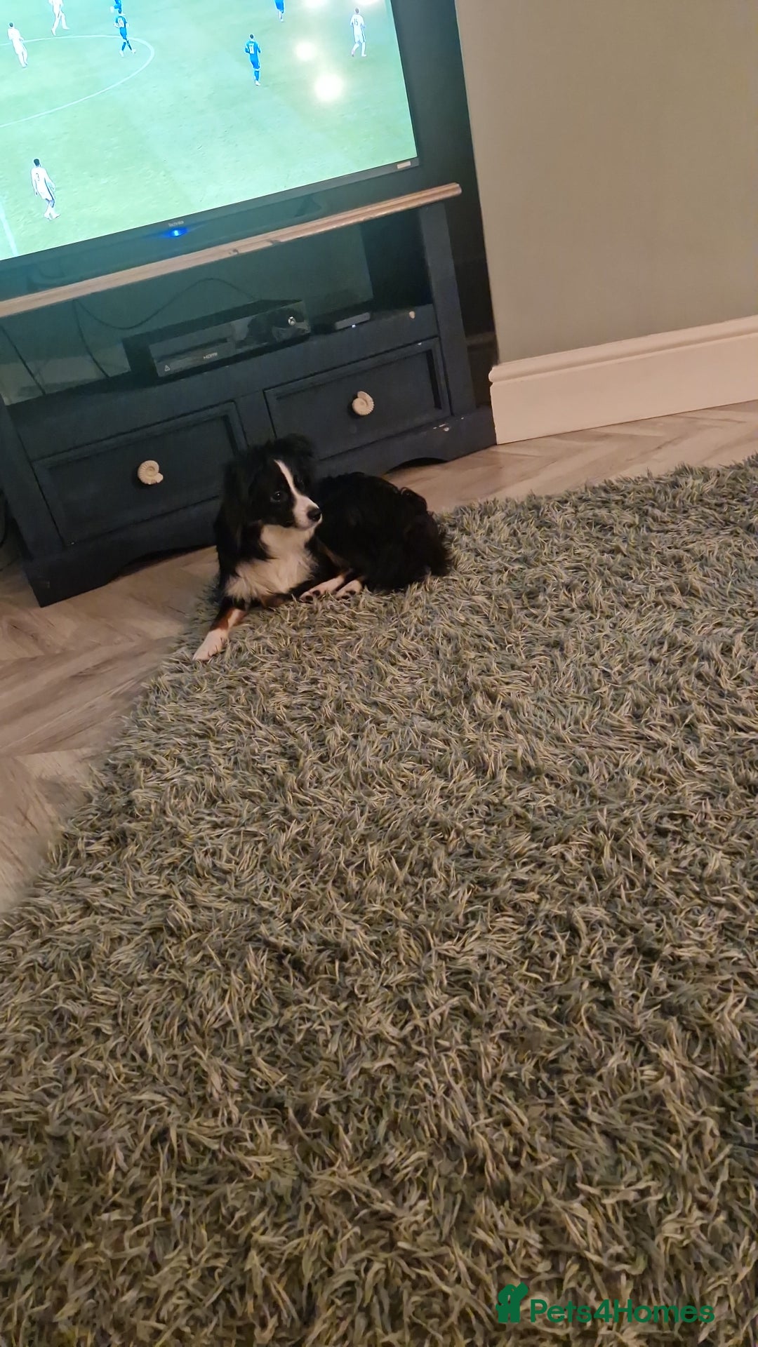 Mixed Breed dogs for sale: Rehoming mini australian shepherd  - Advert 3