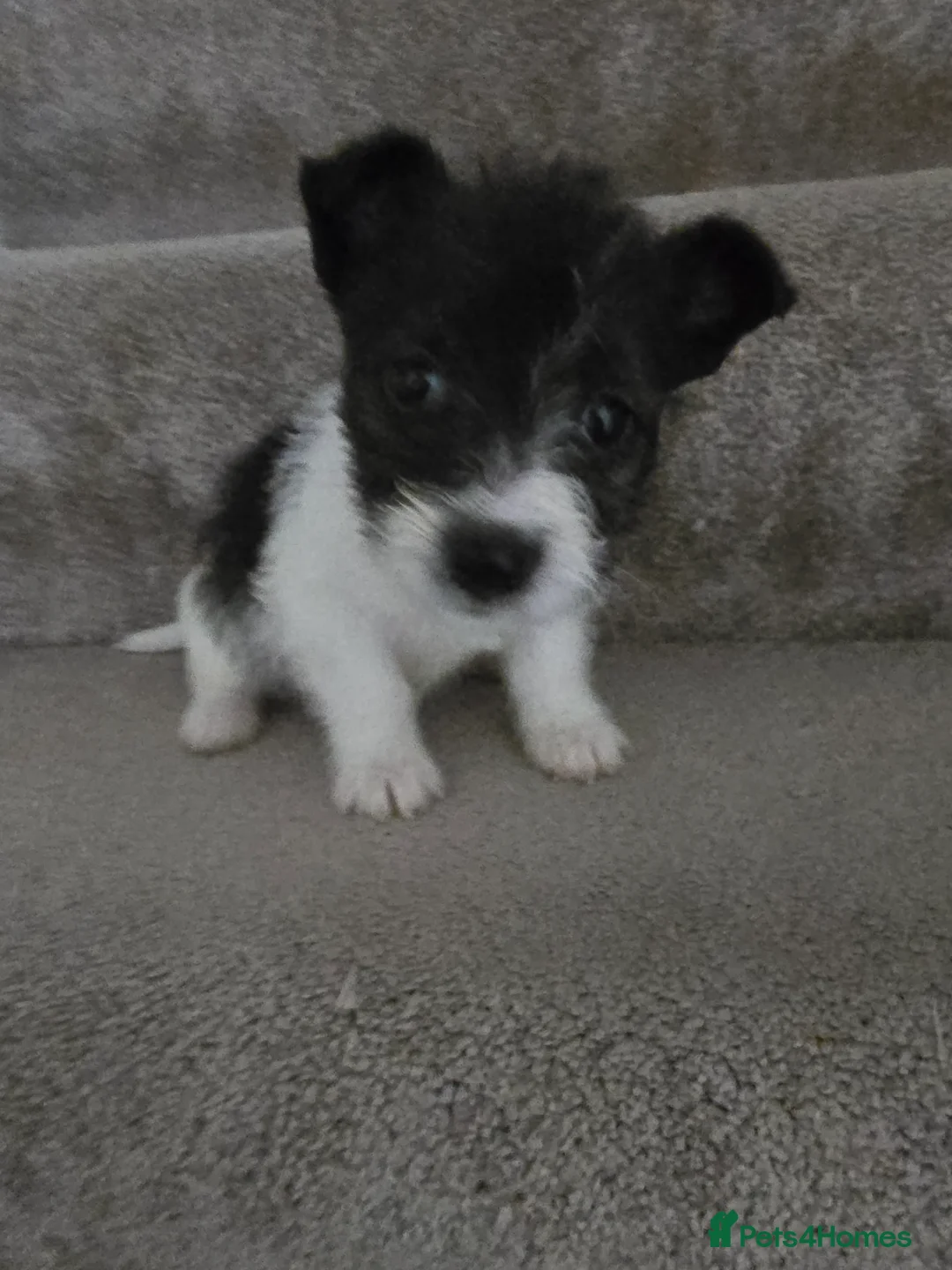 Mixed Breed dogs for sale: Malchi puppies for sale  - Advert 18