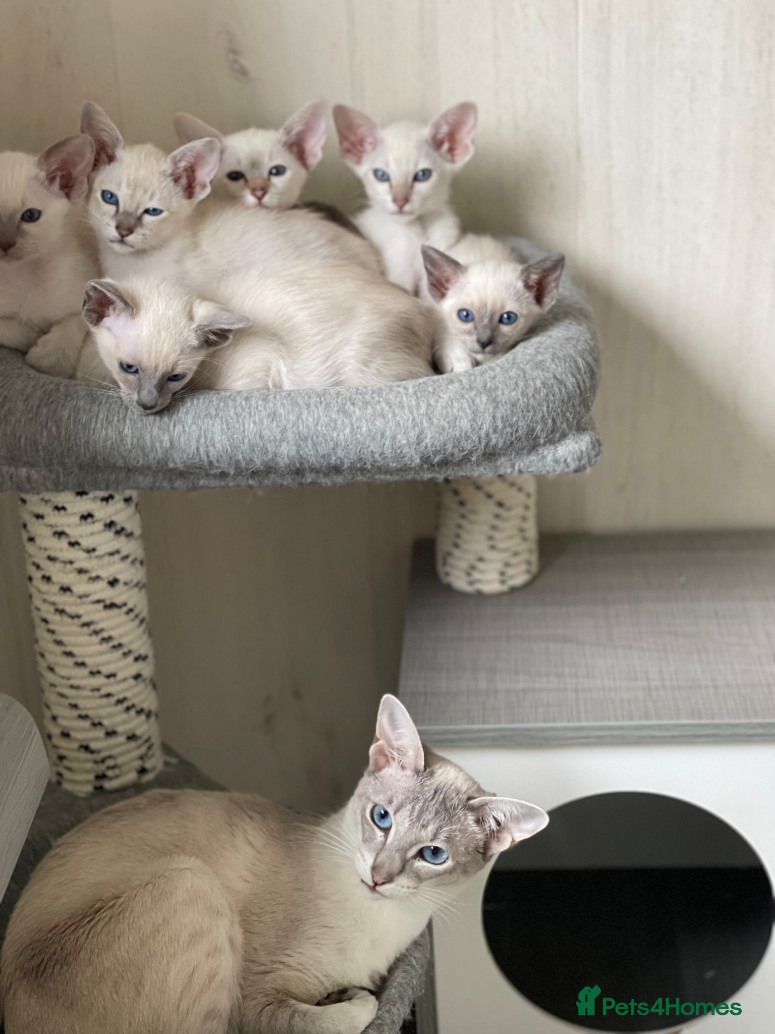 Siamese cats GCCF Registered Traditional Siamese Kittens.  - Advert 1