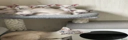 Siamese cats for sale: GCCF Registered Traditional Siamese Kittens.  - Advert 1