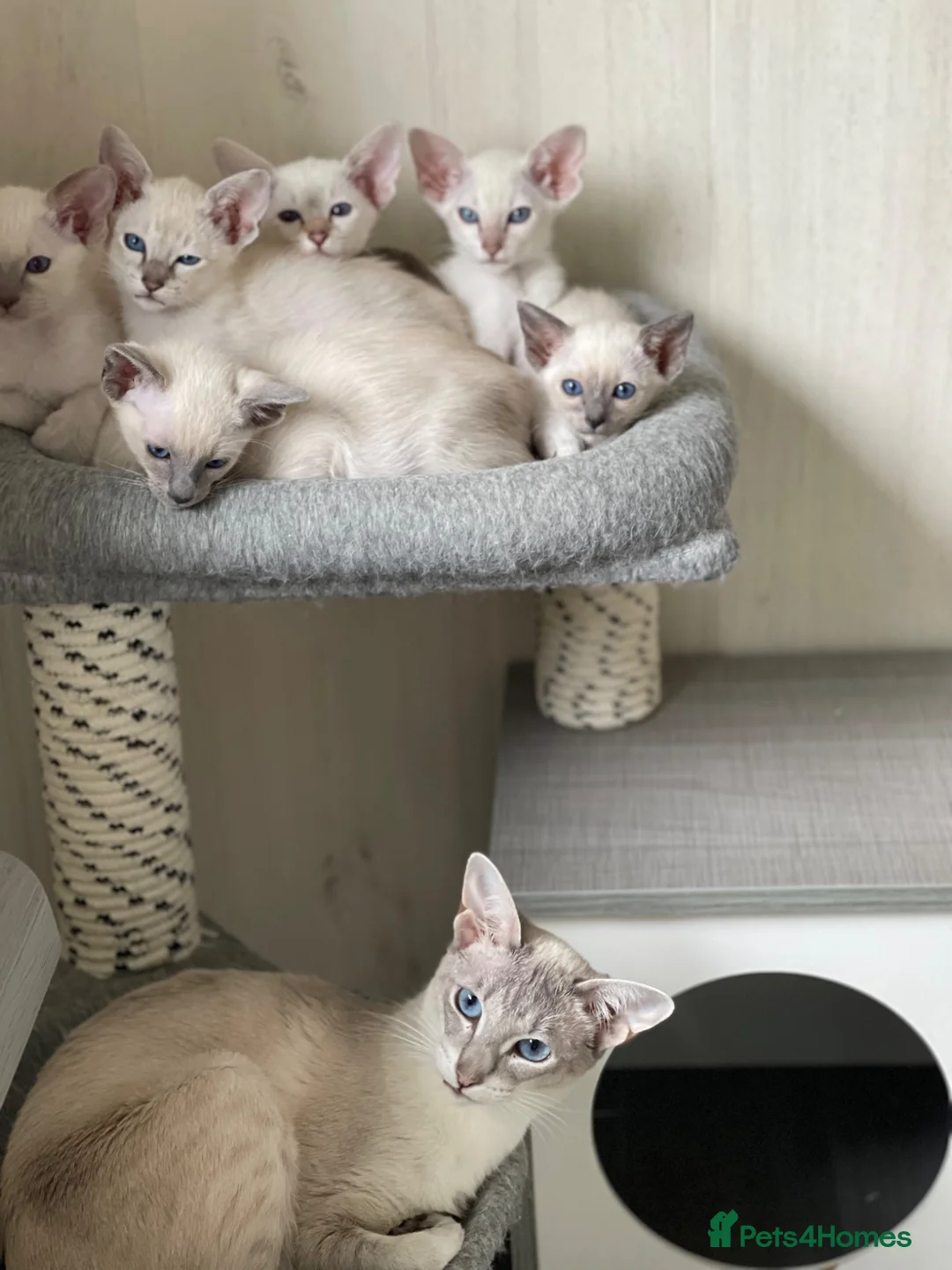 Siamese cats for sale: GCCF Registered Traditional Siamese Kittens.  - Advert 1