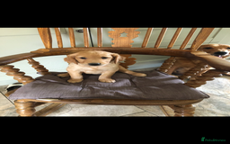 Golden Retriever dogs for sale: Beautiful Health Tested Puppies  - Image 3