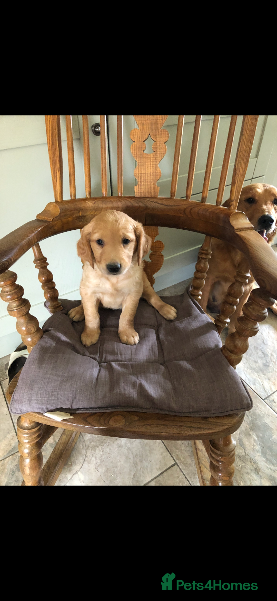Golden Retriever dogs for sale: Beautiful Health Tested Puppies  - Image 3