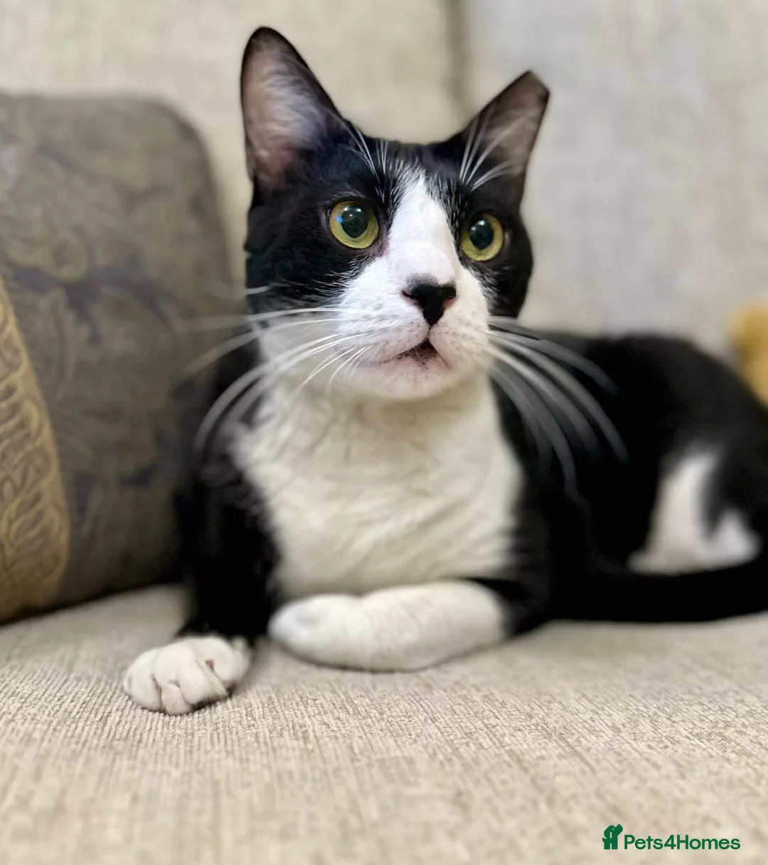 Mixed Breed cats for adoption: Male Adult Rescue Cat for Indoor Adoption - Advert 1