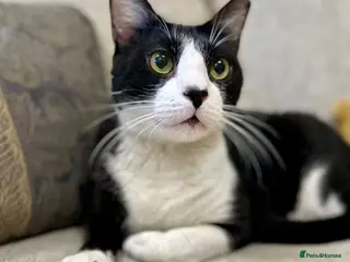 Mixed Breed cats Male Adult Rescue Cat for Indoor Adoption - Advert 4