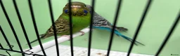 Budgerigars birds for sale: Black face with black wing split bf/bw pair  - Advert 5