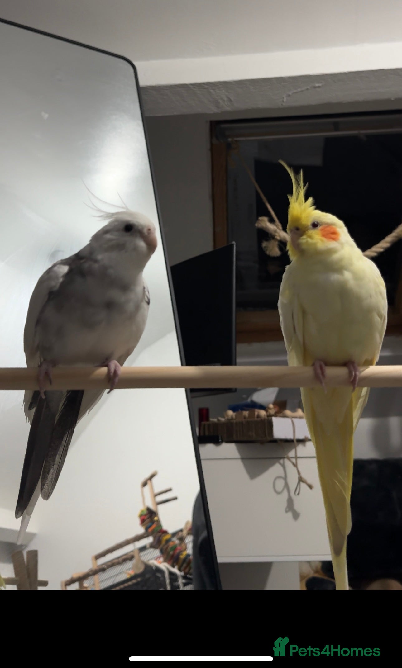 Cockatiels birds Hand-reared Male White & Female Lutino Cockatiel in Rotherham - Advert 19