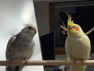 Cockatiels birds Hand-reared Male White & Female Lutino Cockatiel in Rotherham - Advert 19