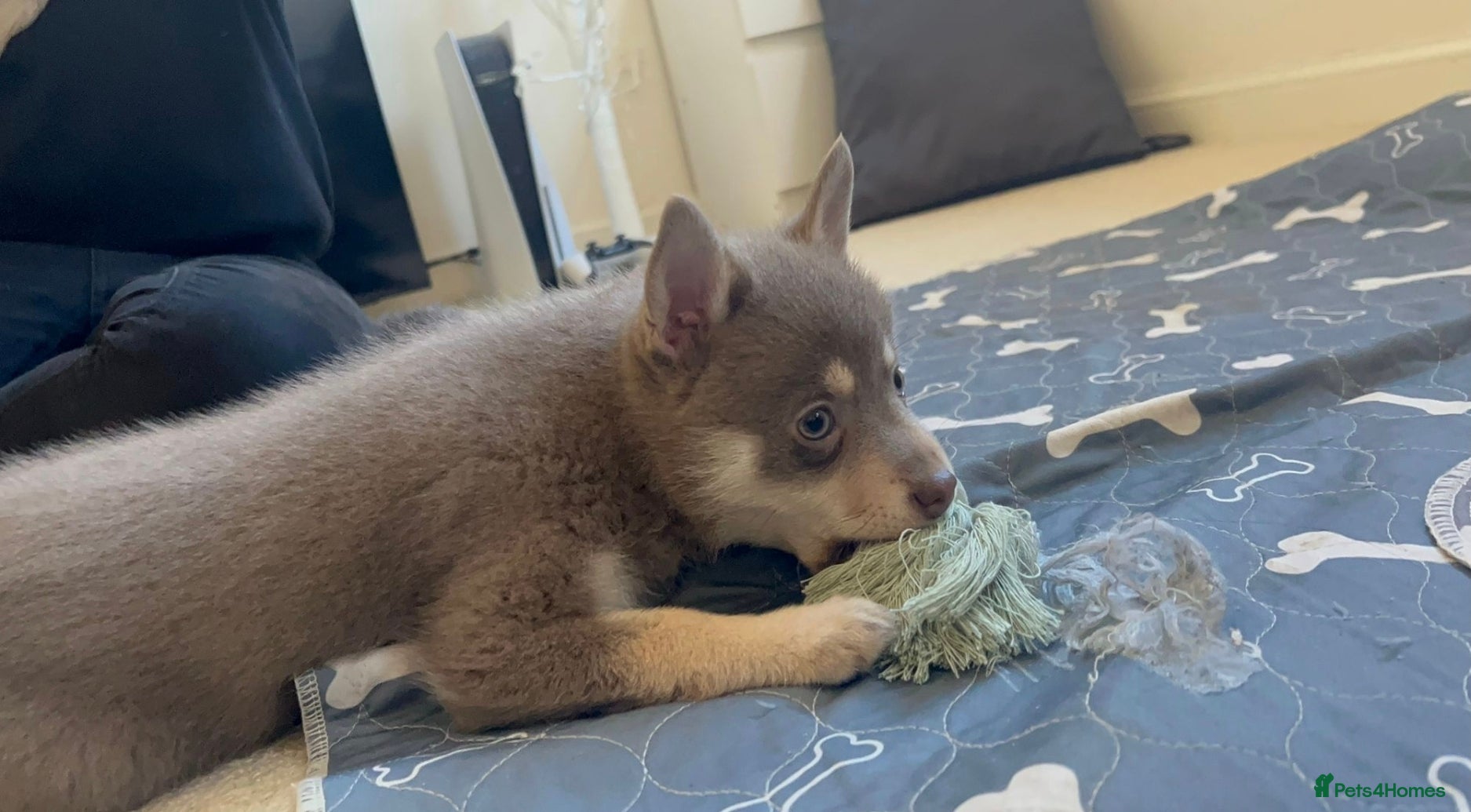 Pomsky dogs Blue & cream girl, green eyes & chocolate/Red nose - Advert 1