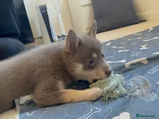 Pomsky dogs Blue & cream girl, green eyes & chocolate/Red nose - Advert 3