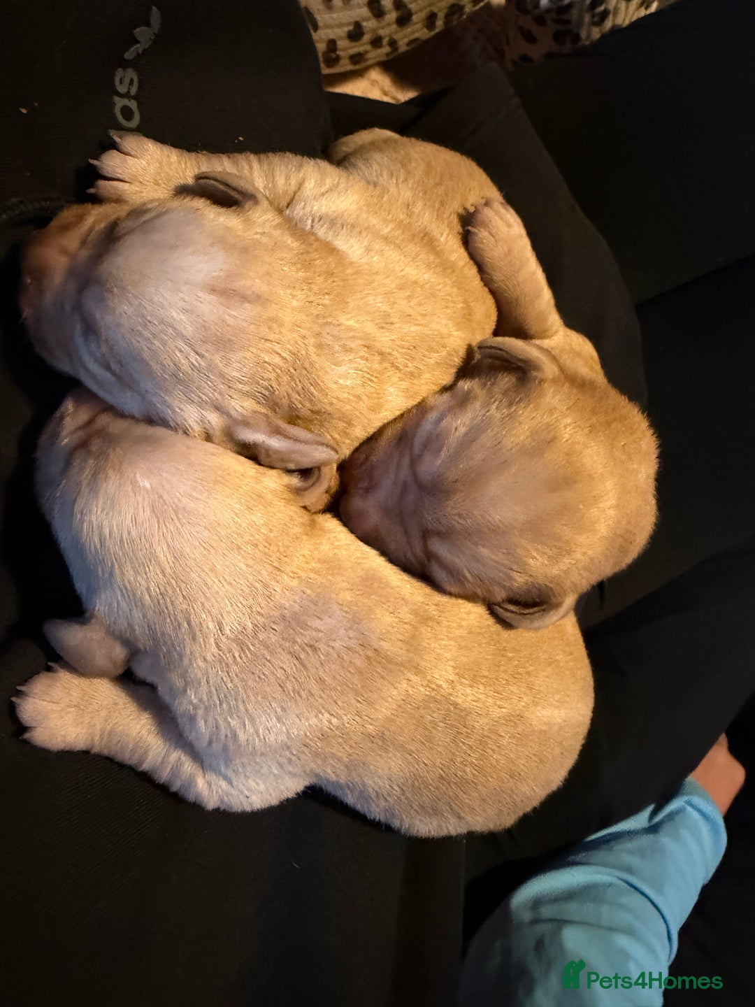 Labrador Retriever dogs for sale: Dudley Labrador Puppies - Advert 14