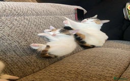 Mixed Breed cats for sale: Adorable Half-Manx Kittens 🐾 - Image 7