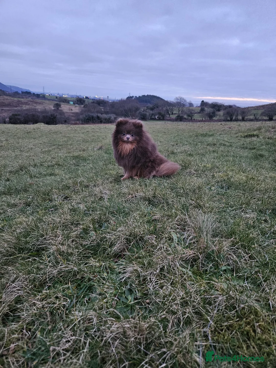 Pomeranian dogs for stud: Gigi **** Pomeranian Stud in Neath - Advert 2