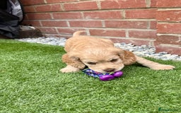 Cocker Spaniel dogs for sale: Beautiful Cocker Spaniel Pups - Image 16
