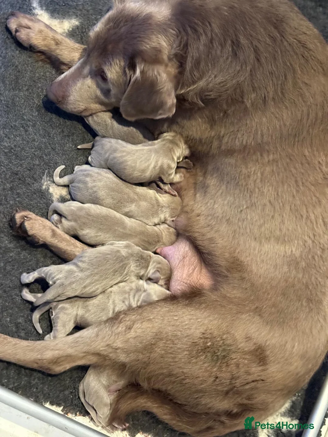 Labrador Retriever dogs for sale: KC Reg Labradors Fully Health Tested - Advert 35
